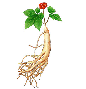 人参