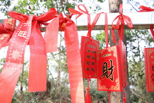 树上祈福红绸带许愿