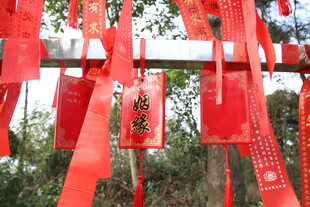 祈福红绸挂枝头