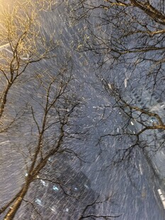 雪覆树林的冬日静谧景象