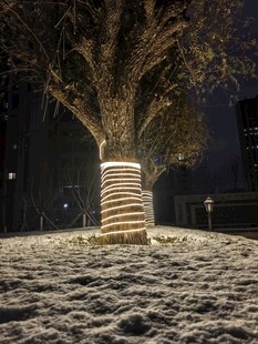 雪夜中发光的温馨树木