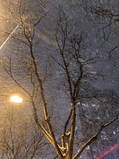 雪夜路灯下的光秃树枝
