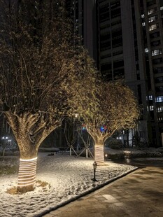 冬夜城市中被灯光环绕的树