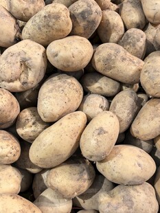 一堆新鲜土豆