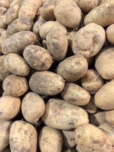 一堆新鲜土豆