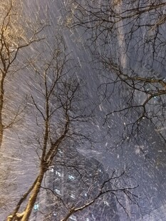 冬日冰挂树枝景象