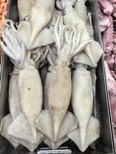 新鲜鱿鱼待售