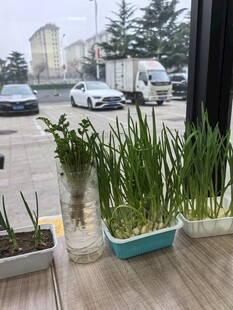 窗边绿植盆栽生机勃勃