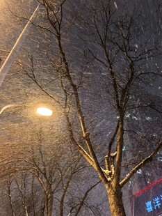 冬夜路灯下的光秃树枝