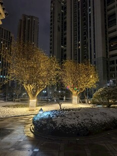 雪夜城市中点亮的树木景观