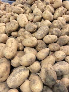 大量土豆堆成壮观景象