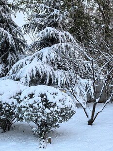 雪覆树木的冬日美景