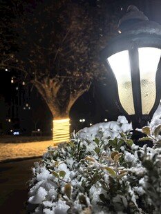 夜晚路灯下的覆雪植物