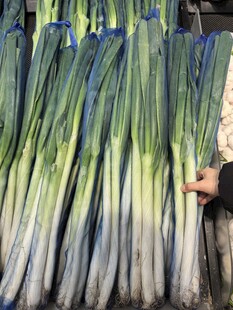 新鲜大葱堆成垛待售