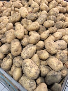 大量土豆堆放在一起