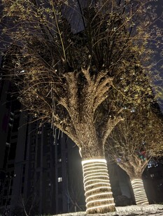 夜晚发光树干景观树