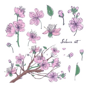 手绘粉色樱花元素集合