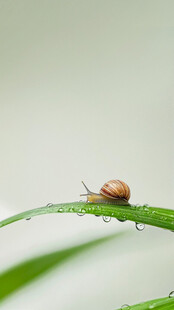 绿叶上的小蜗牛