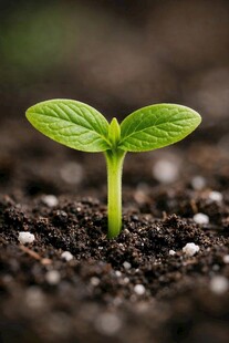 破土而出的嫩绿幼苗
