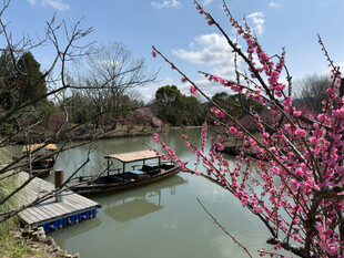 春日湖畔小船与盛开桃花