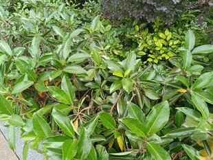 绿叶植物景观