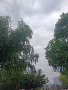 雨中摇曳的绿树