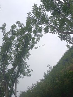 雾中树木景观