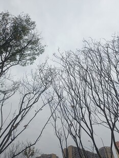 冬日枯树景象