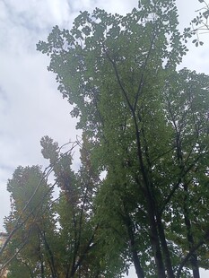 仰视葱郁树木