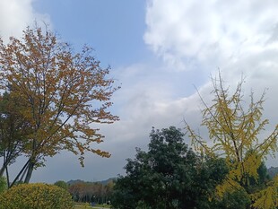 秋日多彩树木风景图