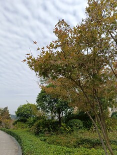 林间小道旁的多彩树木