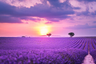 紫色薰衣草田的浪漫日落