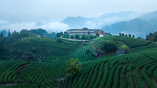 山间茶园美景