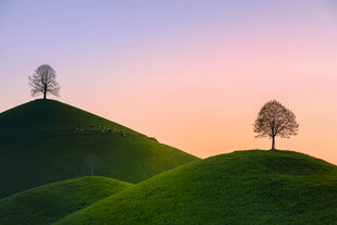 黄昏下的孤树与翠绿山丘