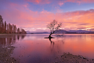 瓦纳卡湖畔孤独树的绝美黄昏