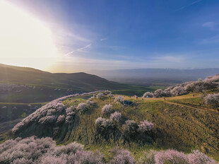 春日山坡烂漫花海美景