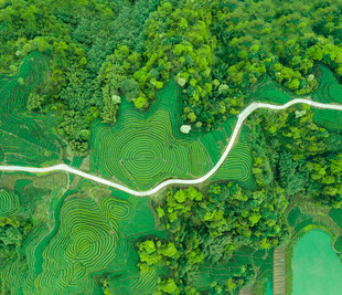 蜿蜒绿径穿梭葱郁山林