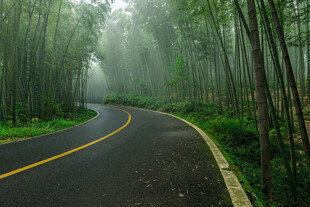 雾中蜿蜒的林间公路