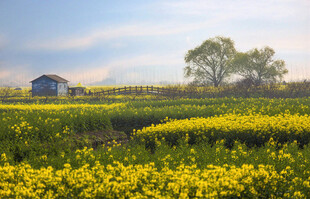 金黄油菜花田中的小屋