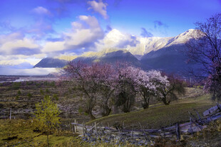 春日雪山下的烂漫花景