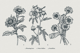 手绘花卉植物线稿图