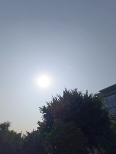 阳光下的树木与建筑