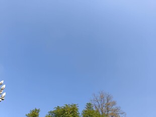 蓝天绿树自然景致