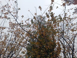 秋日枝头覆雪景象