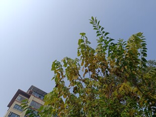 蓝天绿树旁的建筑物