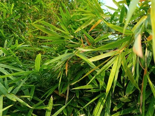 翠绿竹林景致