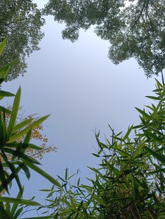 仰望蓝天与葱郁竹林