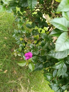 绿叶丛中一朵娇艳粉花