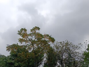 阴天中的树木景观