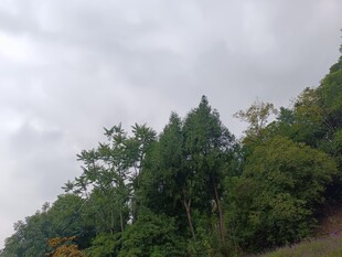 山林景致 